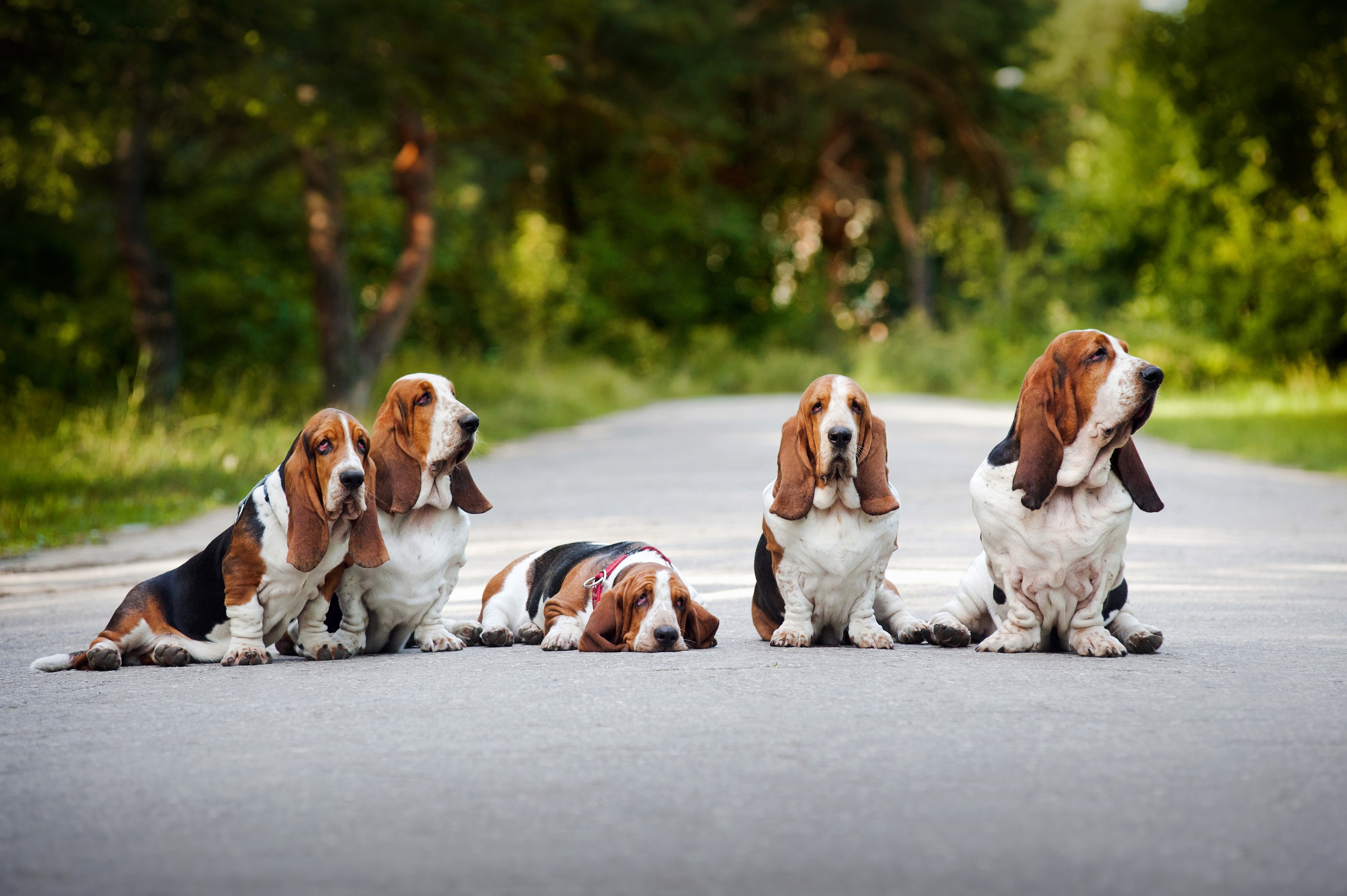Animals___Dogs_Family_Basset_Hound_sitting_on_the_road_049589_-1